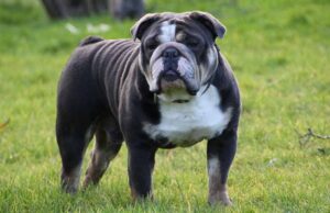 Жителька Нововолинська відсудила 50 тисяч у власника бульдога за відкушений палець у судовому процесі Жителька Нововолинська відсудила 50 тисяч у власника бульдога за відкушений палець у судовому процесі