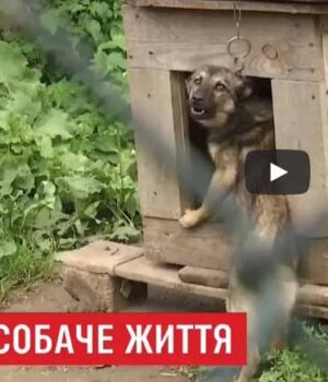 Кандидати в мери та партії