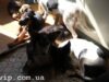 Нововолинська “Самопоміч” не йде на вибори (ДОКУМЕНТ) Нововолинська "Самопоміч" не йде на вибори (ДОКУМЕНТ)
