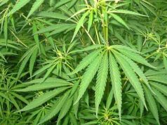 Хлопець продавав наркотики під виглядом деталей до мобільних телефонів Хлопець продавав наркотики під виглядом деталей до мобільних телефонів