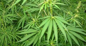 Хлопець продавав наркотики під виглядом деталей до мобільних телефонів Хлопець продавав наркотики під виглядом деталей до мобільних телефонів