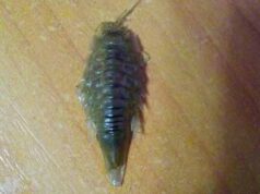 Жінка купила на нововолинському ринку рибу з великим жуком Жінка купила на нововолинському ринку рибу з великим жуком