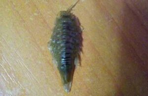 Жінка купила на нововолинському ринку рибу з великим жуком Жінка купила на нововолинському ринку рибу з великим жуком