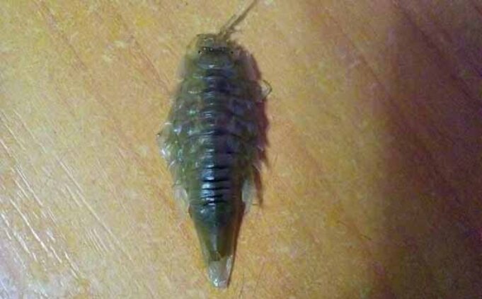 Жінка купила на нововолинському ринку рибу з великим жуком Жінка купила на нововолинському ринку рибу з великим жуком