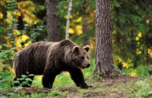 У лісі на Любомльщині помітили сліди ведмедя У лісі на Любомльщині помітили сліди ведмедя
