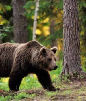 У лісі на Любомльщині помітили сліди ведмедя