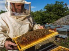 Нововолинські бджолярі можуть отримати дотацію Нововолинські бджолярі можуть отримати дотацію