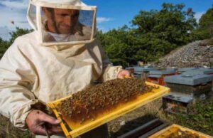 Нововолинські бджолярі можуть отримати дотацію Нововолинські бджолярі можуть отримати дотацію