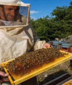 Нововолинські бджолярі можуть отримати дотацію