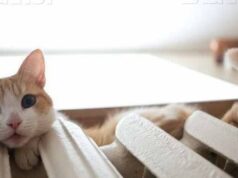 Коли у Нововолинську розпочнеться опалювальний сезон Коли у Нововолинську розпочнеться опалювальний сезон