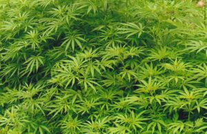 У Нововолинську знайшли понад 50 кущів коноплі У Нововолинську знайшли понад 50 кущів коноплі