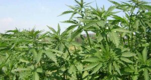 У жінки вилучили 33 кущі конопель У жінки вилучили 33 кущі конопель