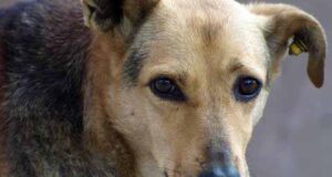 Зграя собак напала на чоловіка Зграя собак напала на чоловіка