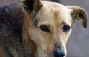 Зграя собак напала на чоловіка Зграя собак напала на чоловіка