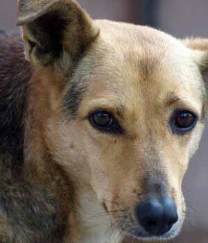 Зграя собак напала на чоловіка