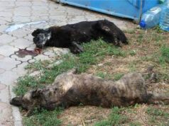 Десятки собак потравили у Благодатному (Відео) Десятки собак потравили у Благодатному (Відео)