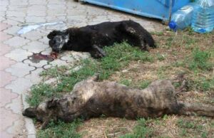 Десятки собак потравили у Благодатному (Відео) Десятки собак потравили у Благодатному (Відео)