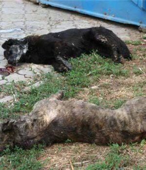 Десятки собак потравили у Благодатному (Відео)