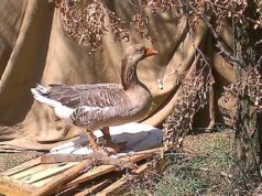 Центр допомоги нововолинським військовим діє! Центр допомоги нововолинським військовим діє!