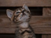 Кошеня-переселенець шукає люблячу родину Кошення родом із Бахмуту