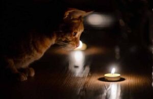 Графік відключення світла у Нововолинську на 23 вересня Графік відключення світла у Нововолинську на 23 вересня