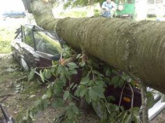 Дерево розчавило машину Дерево розчавило машину