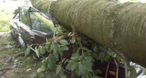 Дерево розчавило машину Дерево розчавило машину