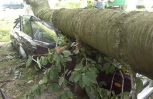 Дерево розчавило машину Дерево розчавило машину