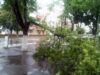 Негода у Нововолинську: пориви вітру зламали дерево! Негода у Нововолинську: пориви вітру зламали дерево!
