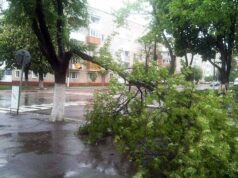 Негода у Нововолинську: пориви вітру зламали дерево! Негода у Нововолинську: пориви вітру зламали дерево!