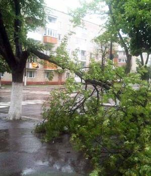 Негода у Нововолинську: пориви вітру зламали дерево!