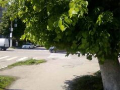 У Нововолинську просять обрізати дерево, яке заважає пішоходам У Нововолинську просять обрізати дерево