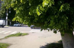 У Нововолинську просять обрізати дерево, яке заважає пішоходам У Нововолинську просять обрізати дерево