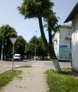 Завдяки зверненню активіста «Народного контролю» обрізали липу на Святого Володимира