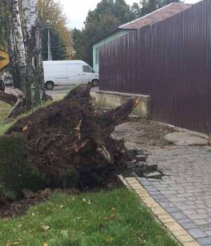 Вночі у Нововолинську буревій повалив дерева та пошкодив лінії електромереж