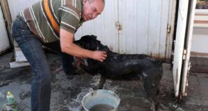 Відро мазути вилили на пса на ринку біля стадіону! Відро мазути вилили на пса на ринку біля стадіону!