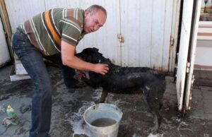 Відро мазути вилили на пса на ринку біля стадіону! Відро мазути вилили на пса на ринку біля стадіону!