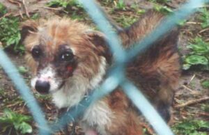 Камышникова, пора говорить правду! Камышникова