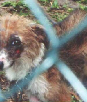 Камышникова