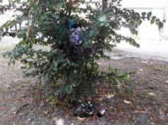 Сквери в центрі міста не прибирають Сквери в центрі міста не прибирають