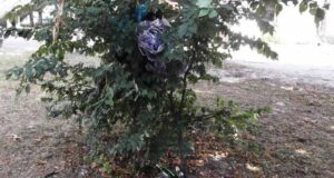 Сквери в центрі міста не прибирають Сквери в центрі міста не прибирають