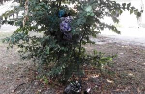 Сквери в центрі міста не прибирають Сквери в центрі міста не прибирають