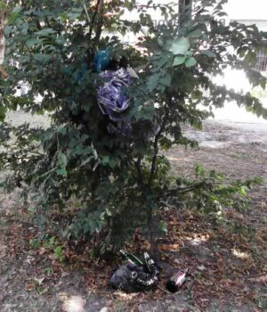 dscf5282 Сквери в центрі міста не прибирають