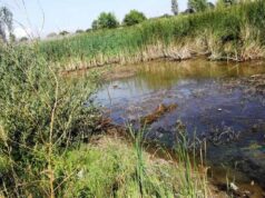 Нововолинськ туристичний або жахіття «козячого парку» Нововолинськ туристичний або жахіття «козячого парку»