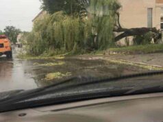 У Нововолинську буря повалила дерева У Нововолинську буря повалила дерева