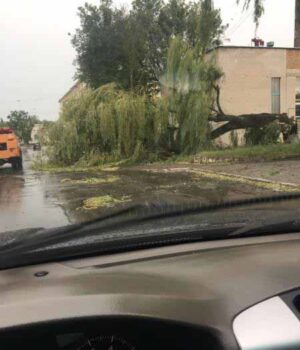 У Нововолинську буря повалила дерева