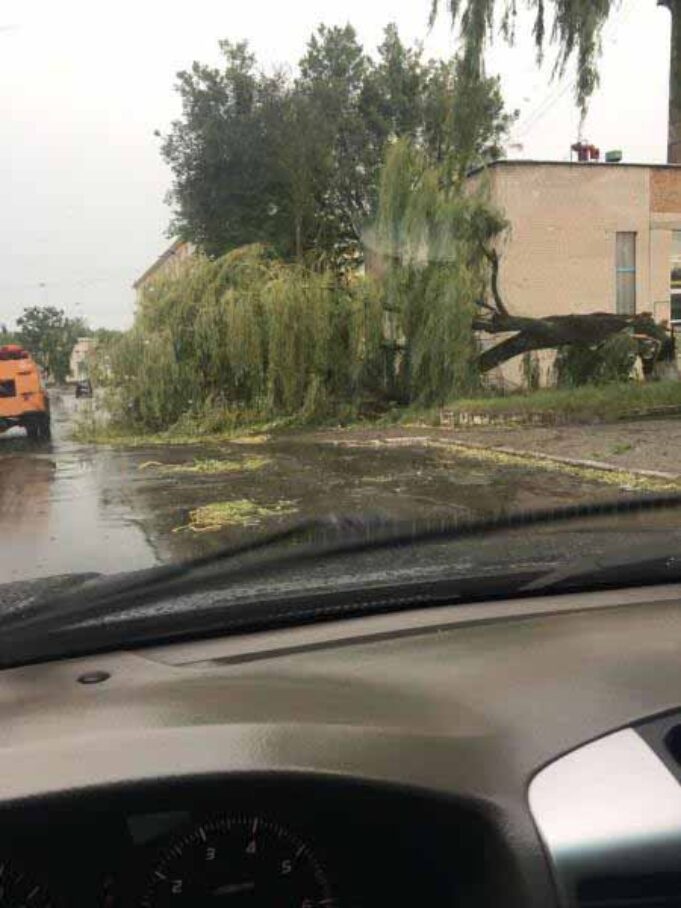 У Нововолинську буря повалила дерева У Нововолинську буря повалила дерева