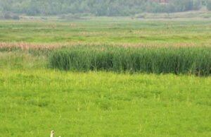 Лебеді в біді! (Оновлено + ФОТО) Лебеді в біді! (Оновлено + ФОТО)