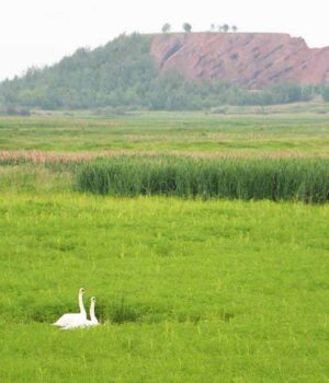 img_0358 Лебеді в біді! (Оновлено + ФОТО)