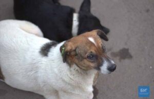 Нововолинців просять стати зооволонтерами, щоб зменшити кількість безпритульних тварин Нововолинців просять стати зооволонтерами